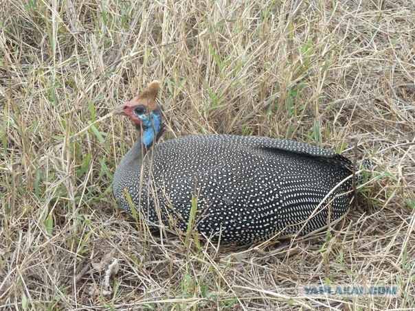 AFRICA - (Эфиопия,Кения,Танзация) 4-16 ноября 2011