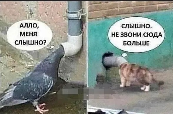 Налетай! Халявные бойаны!