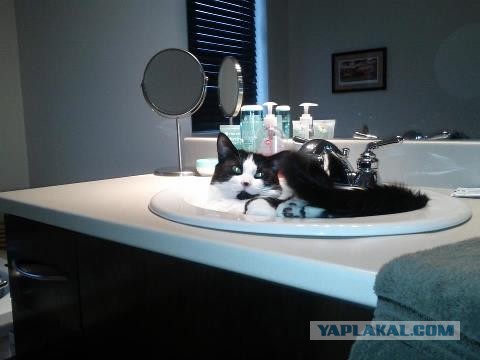 Котовторник 16.04.2013