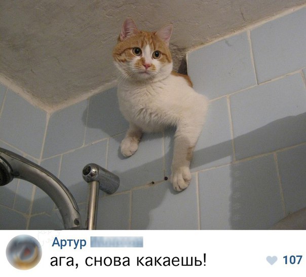 Котик в перьях