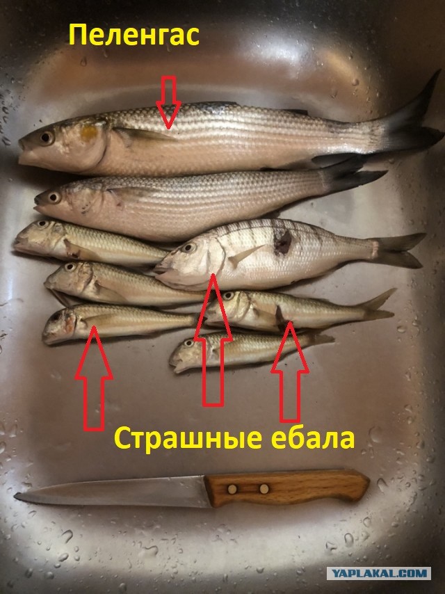 Барабулька на субботу с пивцом