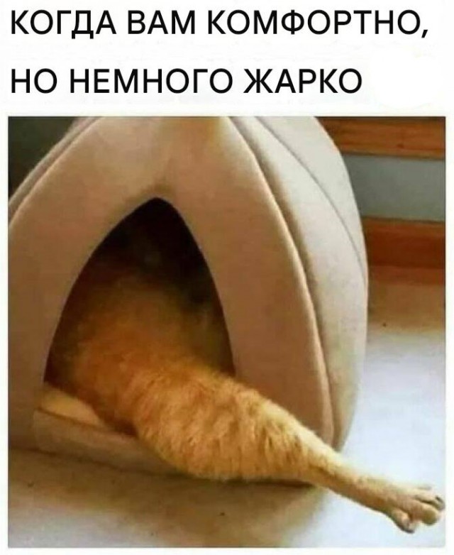 К котовторнику: подборка картинок-баянов с котиками и про котиков. Выпуск 12