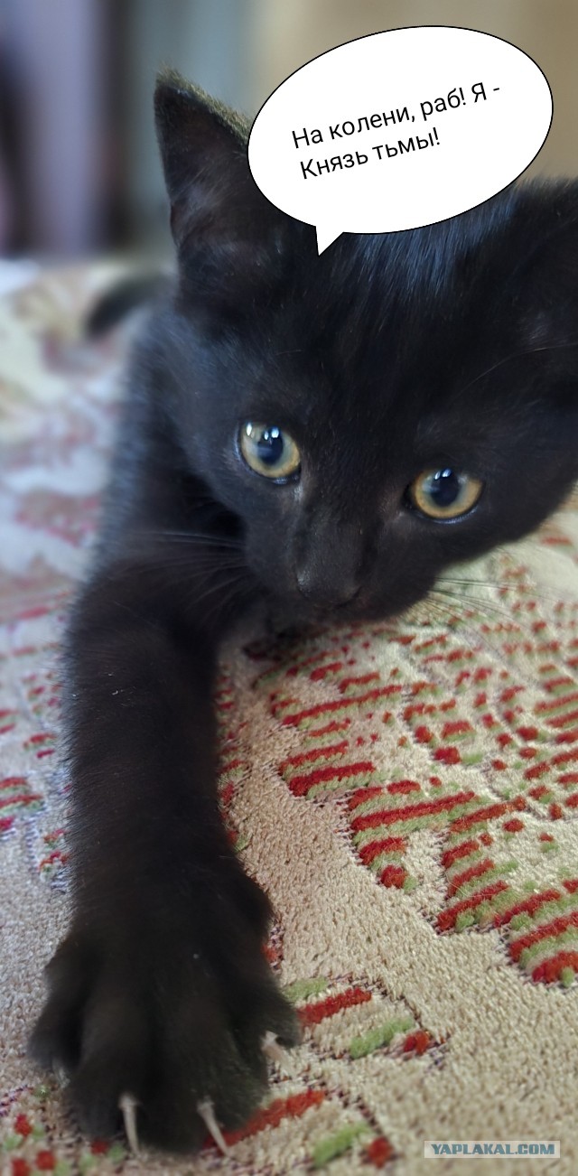 Минус один бродяга