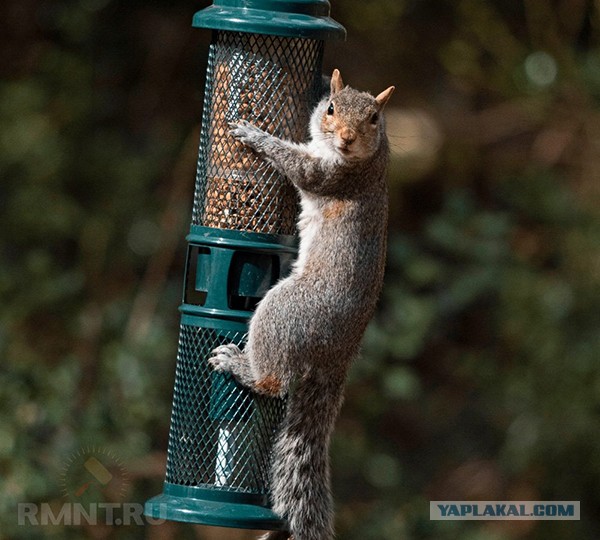 Просчиталась , но где?