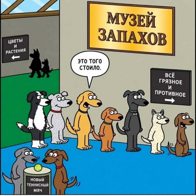 Вместо мозга — аппендикс