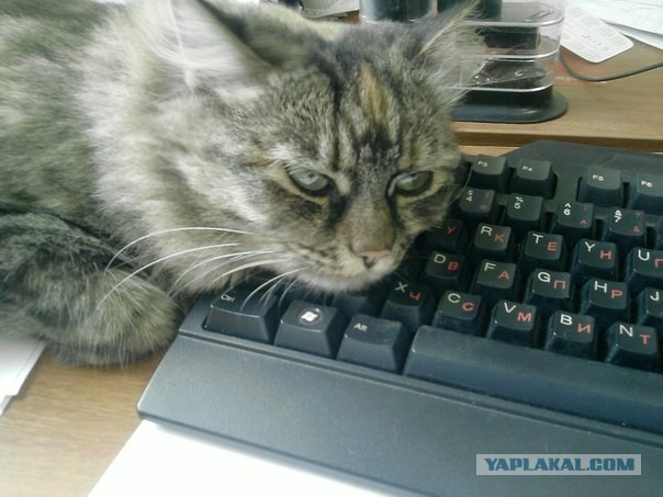 Котовторник 17.09.2013