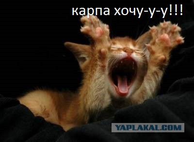 Голодные рыбы-карпы