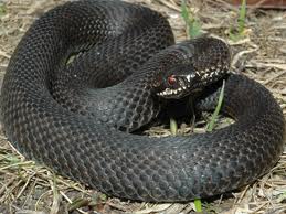 Черный волк