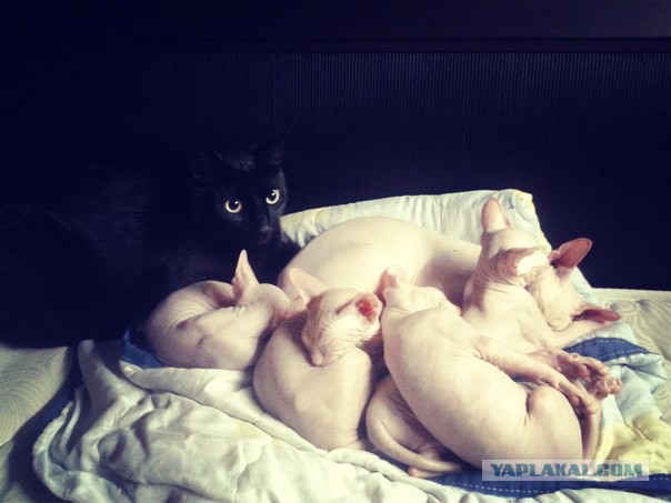 Котовторник 19.08.2014