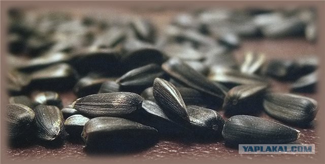 Мясо из Пятерочки