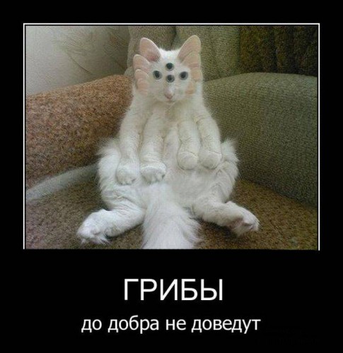Немного по «Задорнову»