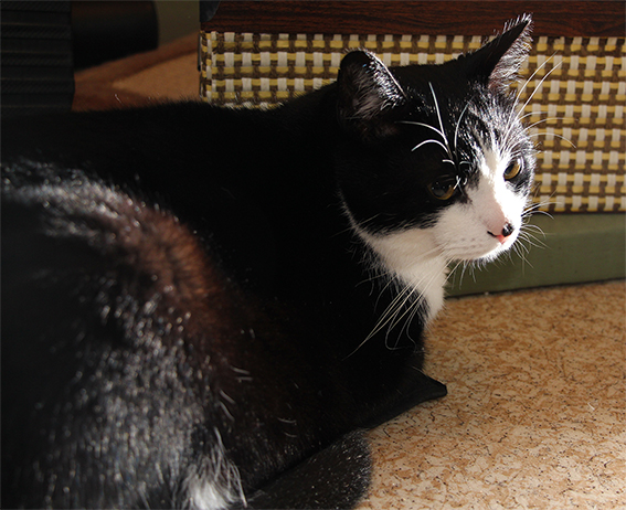 Котовторник 25.11.2014