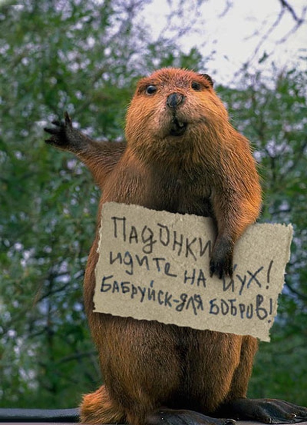 В Липецкой области бобр напал на девушку