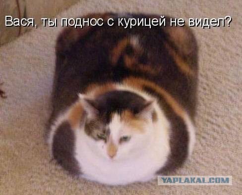 Весёлости в картинках