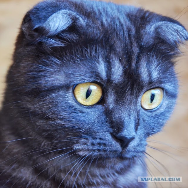 Котовторник наступил!:)
