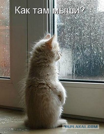 О важном. Проблемы котов