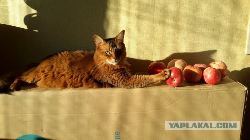 Котики