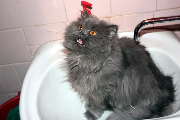 17 фотографий котов