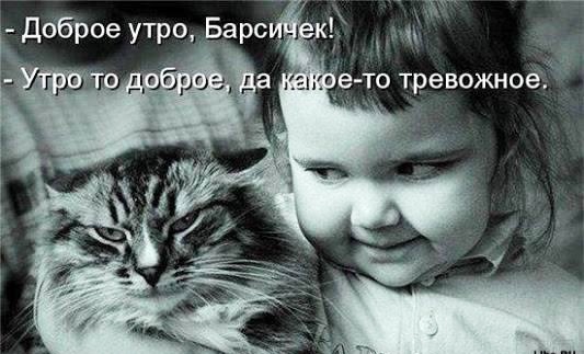 Кошки и другие