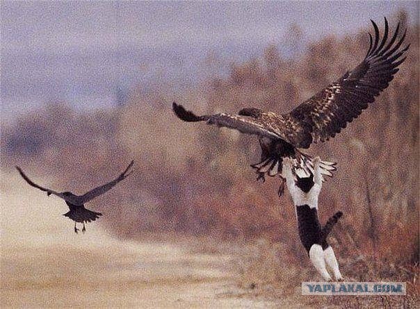 Коты, они - как люди!