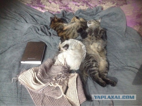 10 самых запомнившихся котов ушедшего года