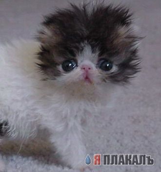 Коты, кошки, котята