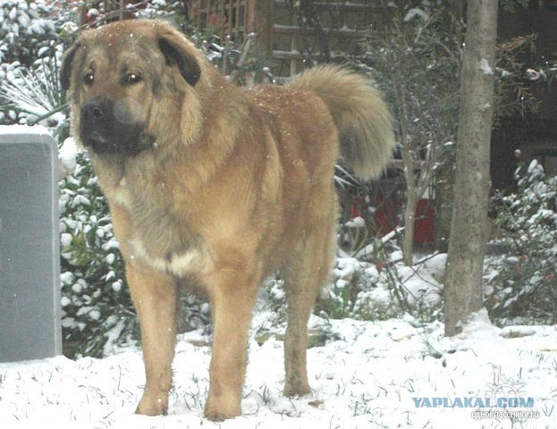 Щенки, которые выглядят как медвежата.