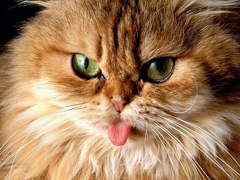 Коты, кошки, котята