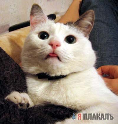 Коты, кошки, котята