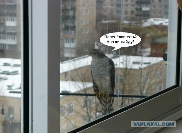 Бывает выйдешь на балкон, а тут такая птичка тебя дожидается