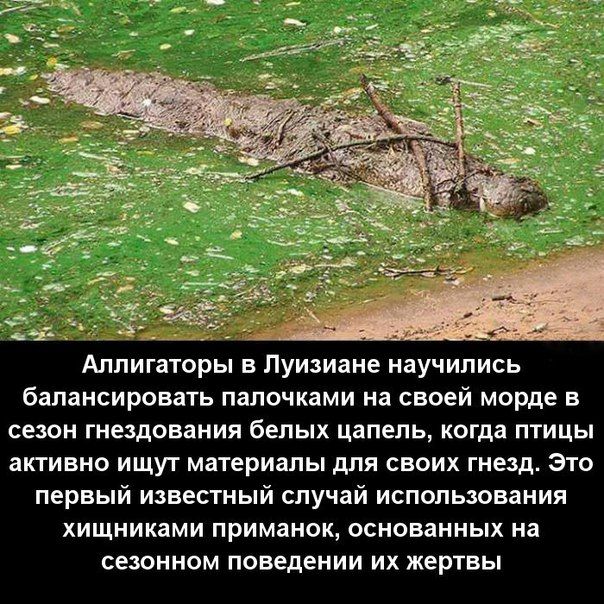 Для веселья пост