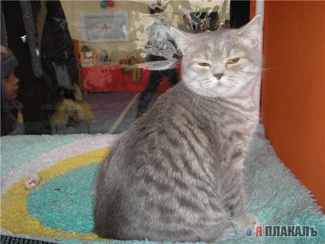 Праздничное зверье