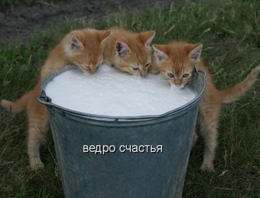 Как выглядит полное ведро счастья