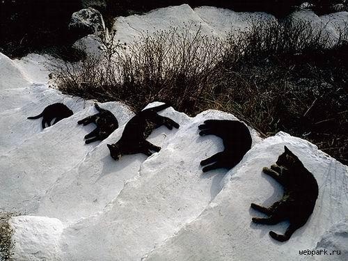 Котомет во вторник (11.12.2007)