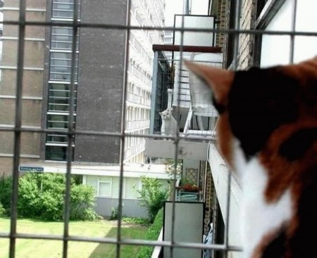 Котомет на пятницу (14.12.2007)