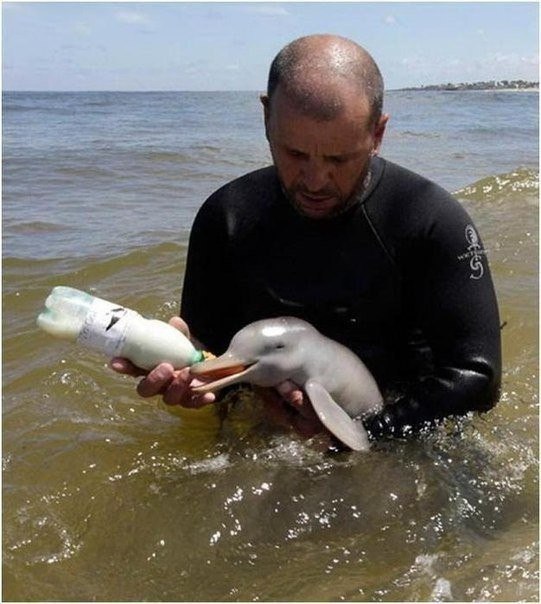 Прикольные животные