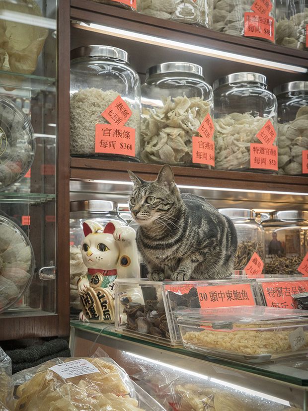 Коты из сети