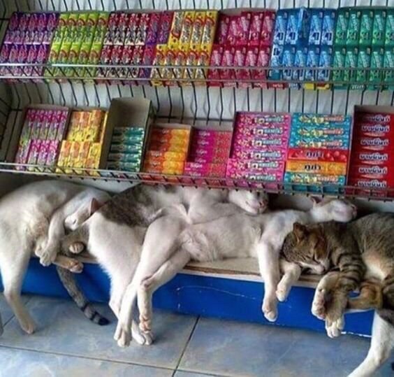 Коты и Кошки