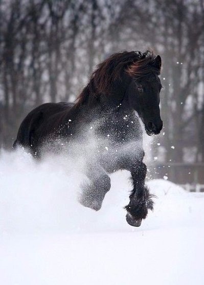 Самые смешные животные