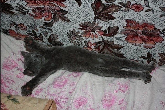 Котовторник 20.06.2017