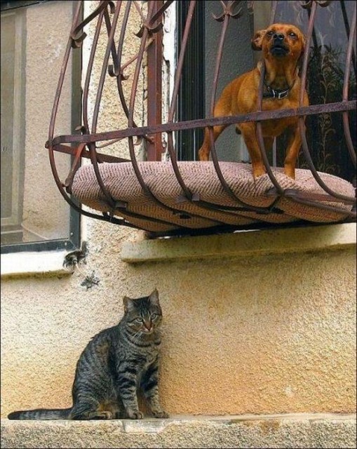Коты и Кошки