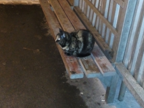 Котовторник 16.01.2018