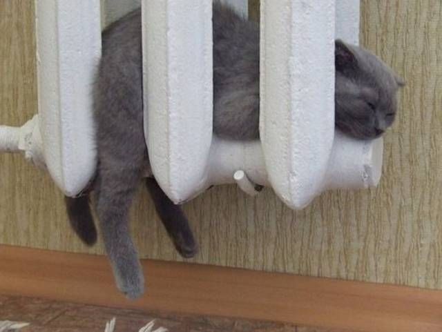 Прикольных котов пост