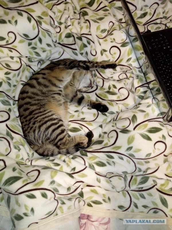 Кот - матерщинник