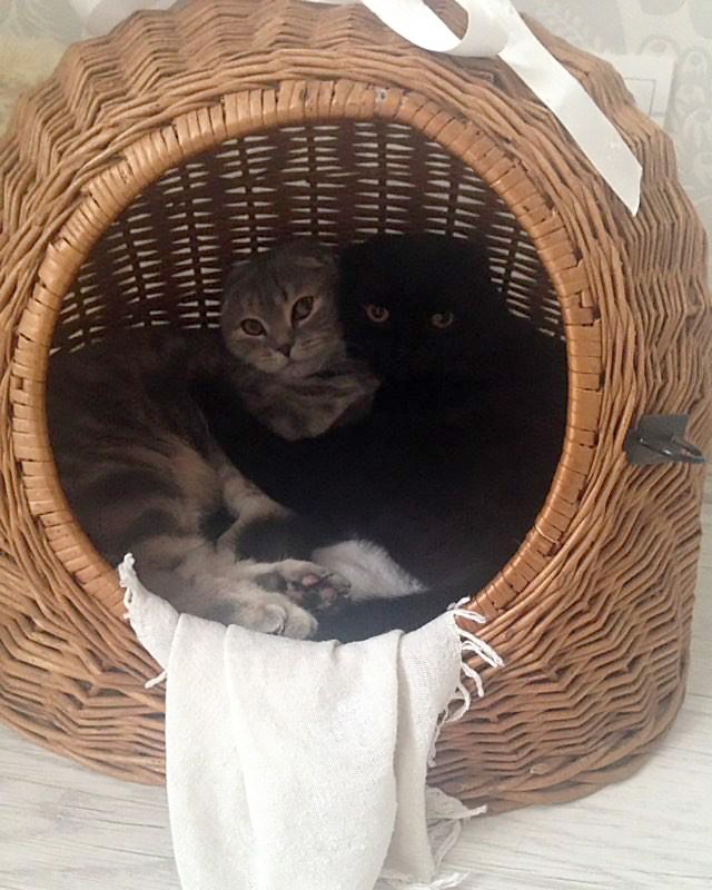 А не открыть бы нам котовторник 03.04.2018