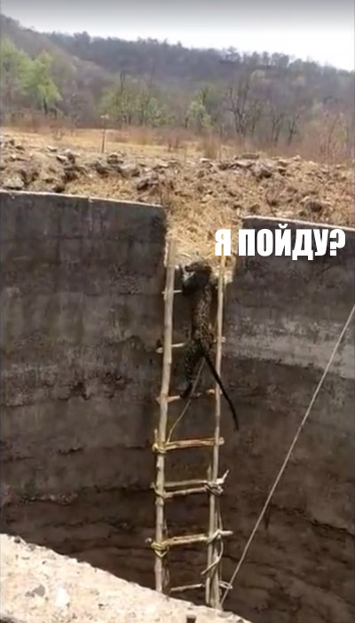 Спасение большой дикой кошки