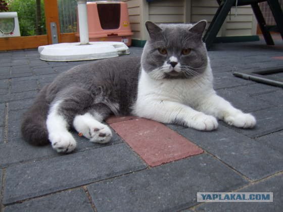 Котовторник на ЯПлакал!