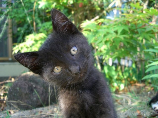 Котовторник на ЯПлакалъ 08.07.2008