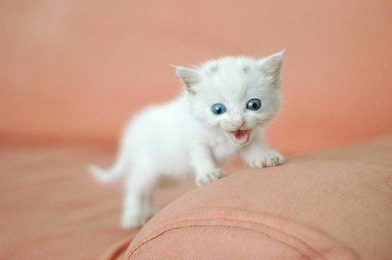 Немного милоты