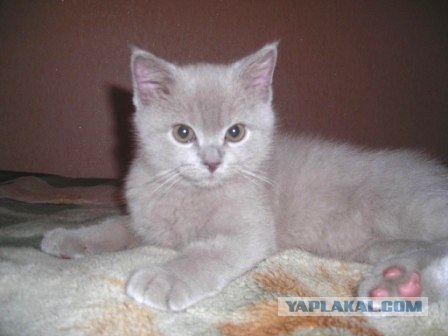Вчера был Всемирный день кошек